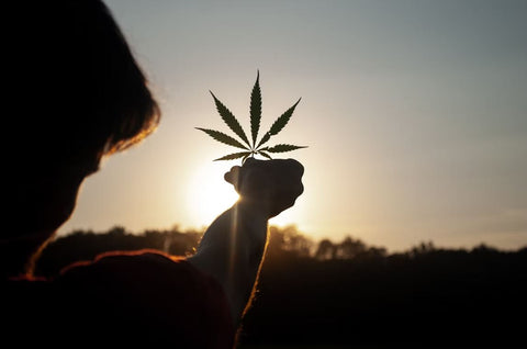 How to Choose the Best Weed Seeds for Outdoors?