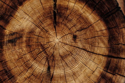 Wood Identification for Students: Recognizing Different Types