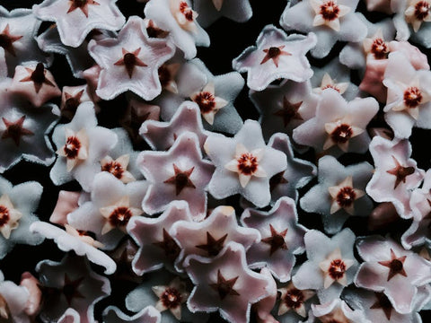 The Ultimate Guide to Growing and Caring for Hoya Plants