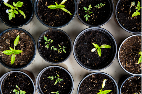 An Introduction to Gardening for Beginners