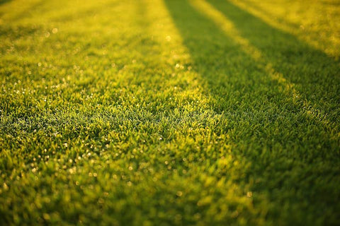Taking Proper Care of Your Lawn: Top Tools You Will Need