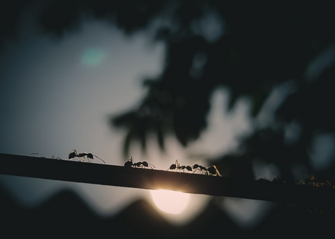 How to Get Rid of Ants in Your Home, According to Pros