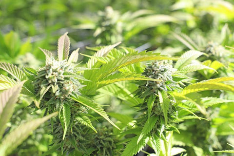 Cultivators Rejoice: Barney's Farm Opens an Online Store for American Growers