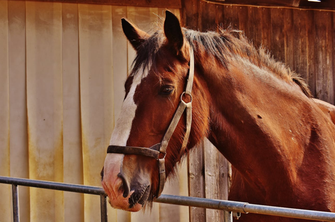 Horse-Inspired Wooden Decor: Rustic Ideas for Home and Garden