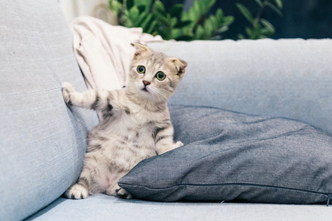 How To Create A Space For Your New Pet: Top Tips