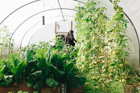 What's the Point of a Greenhouse? A Comprehensive Guide