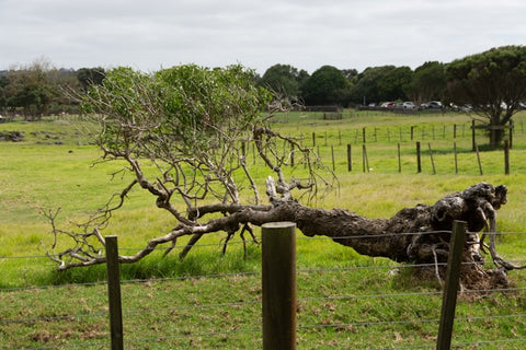Tips for Using Removed Trees as Wooden Art